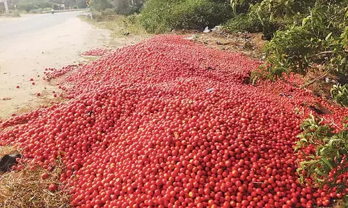 Andhra : टमाटर की खेती करने वाले किसानों को ओजी फ्लाई ने बहुत नुकसान पहुंचाया