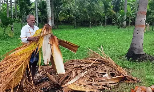 Karnataka : सुपारी के पत्तों की खरीद में भारी गिरावट