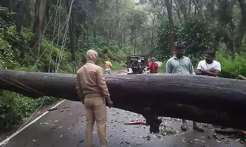 लगातार हवा और बारिश से पेड़ गिरे, मुल्लैयानगरी की बिजली गुल लगातार हवा और बारिश से पेड़ गिरे, मुल्लैयानगरी की बिजली गुल