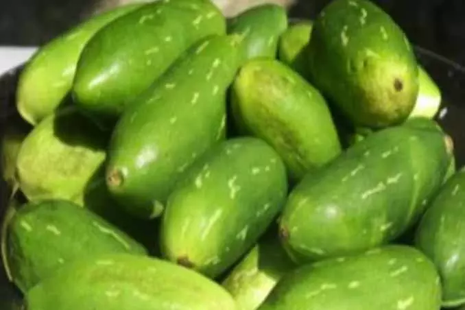 तबीयत बिगड़ी कुंदरू सब्जी खाने से, 6 लोग फूड पॉइजनिंग का शिकार तबीयत बिगड़ी कुंदरू सब्जी खाने से, 6 लोग फूड पॉइजनिंग का शिकार
