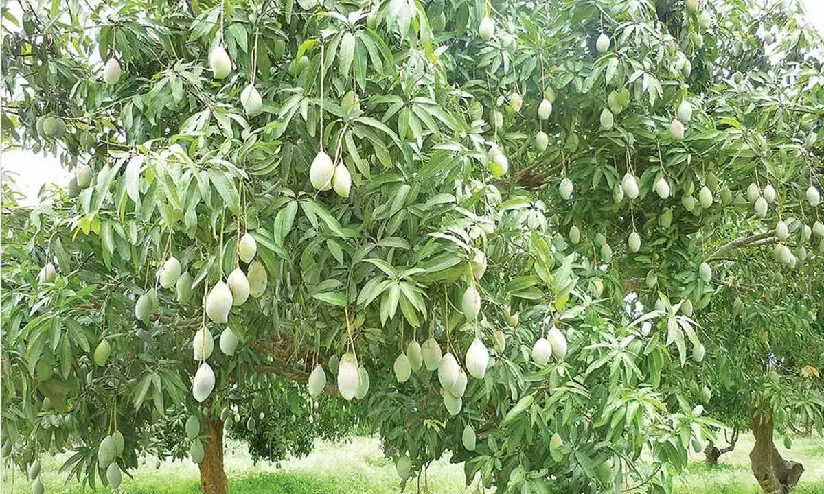 Andhra: चित्तूर जिले में आम किसानों को ‘लुगदी में तब्दील’ कर दिया गया Andhra: चित्तूर जिले में आम किसानों को ‘लुगदी में तब्दील’ कर दिया गया