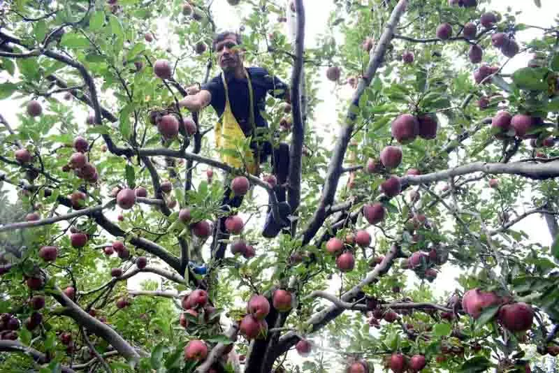 Shimla प्रशासन सेब सीजन के लिए तैयार Shimla प्रशासन सेब सीजन के लिए तैयार