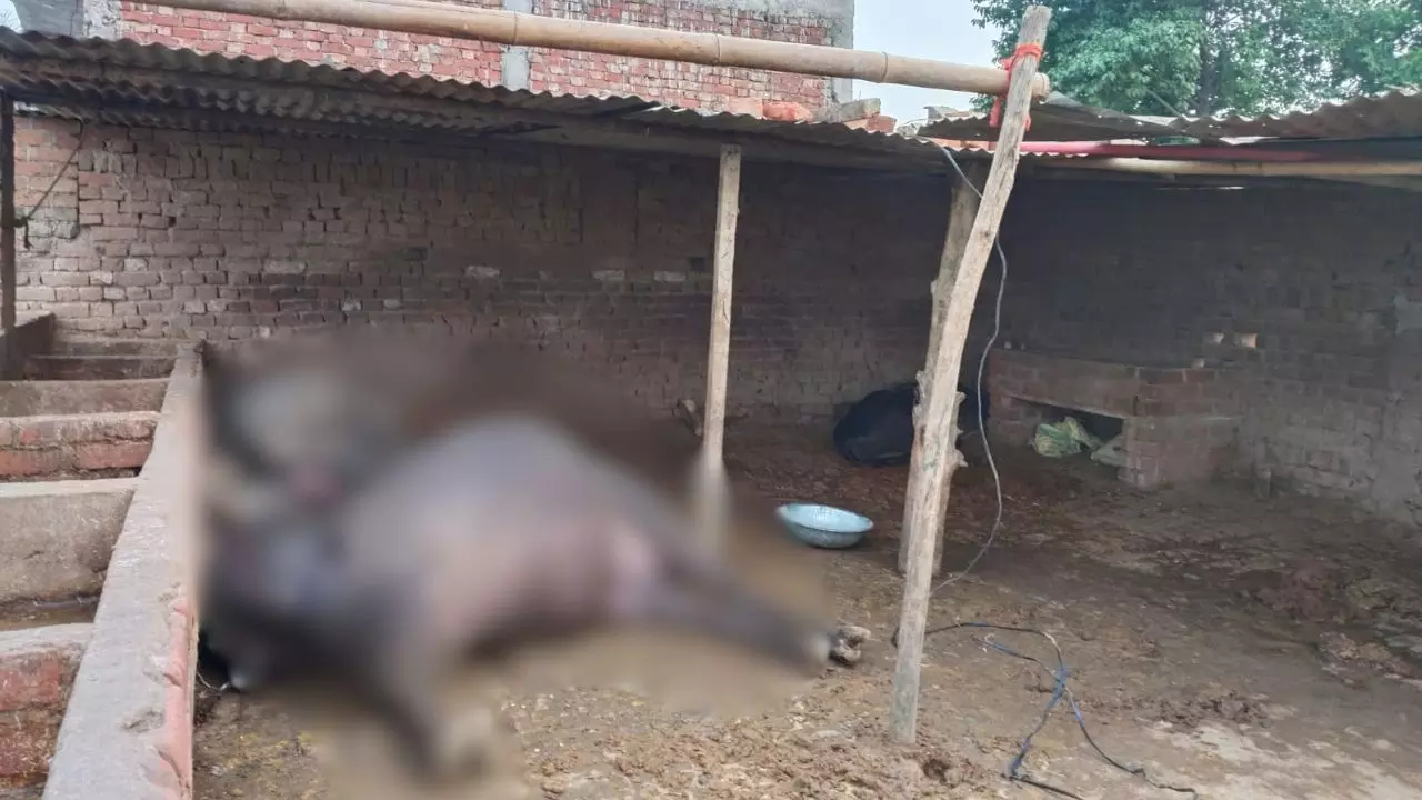 Jaspur: गड्ढे में करंट फैलने से दो भैंसों की दर्दनाक मौत Jaspur: गड्ढे में करंट फैलने से दो भैंसों की दर्दनाक मौत
