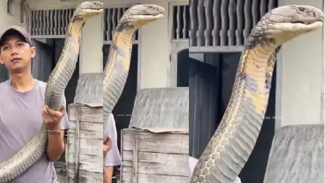 युवक ने हाथ में लिया दुनिया का सबसे बड़ा जहरीला सांप King Cobra, और फिर... युवक ने हाथ में लिया दुनिया का सबसे बड़ा जहरीला सांप King Cobra, और फिर...