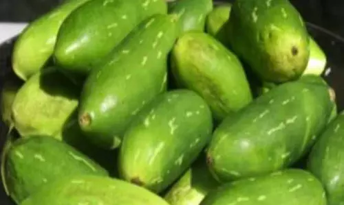 तबीयत बिगड़ी कुंदरू सब्जी खाने से, 6 लोग फूड पॉइजनिंग का शिकार तबीयत बिगड़ी कुंदरू सब्जी खाने से, 6 लोग फूड पॉइजनिंग का शिकार