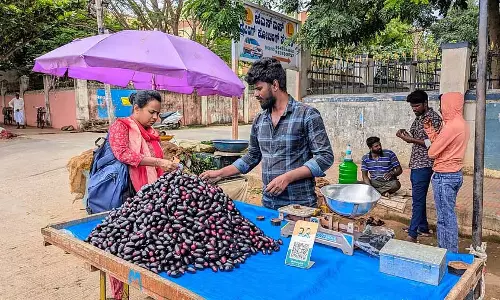 Chamarajanagar : बैंगनी फल बाजार में आया Chamarajanagar : बैंगनी फल बाजार में आया