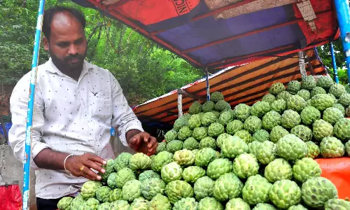 Andhra: कस्टर्ड एप्पल की जल्दी आवक से बाजारों में उत्साह