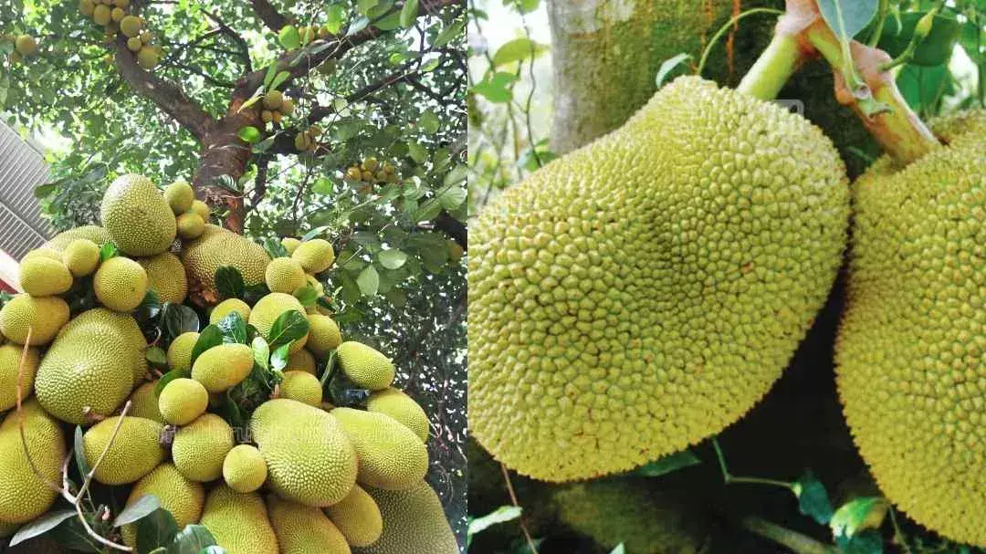 Kerala: कटहल उद्योग में उछाल: कटहल उत्पादों से 200 करोड़ का कारोबार