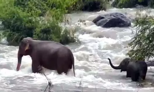 Kerala : जंगली हाथियों के झुंड ने कंथनपारा में फैलाया भय