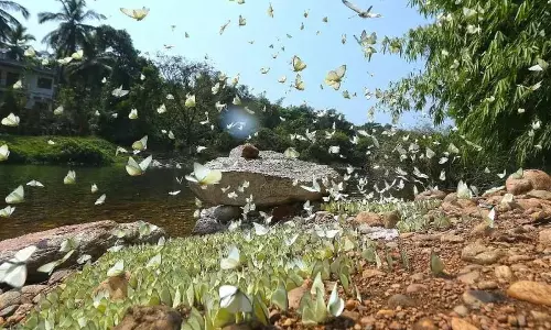 Kerala का पहला तितली रिजर्व होगा, जिससे पारिस्थितिकी पर्यटन और संरक्षण को बढ़ावा मिलेगा