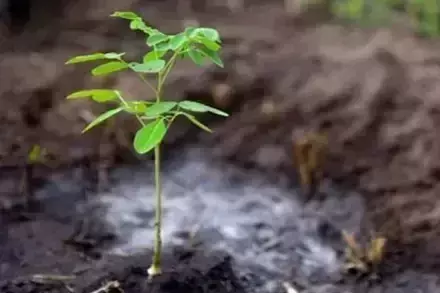Kashipur: सूखे पौधों को हटाकर नए रोपण के साथ देखभाल की जिम्मेदारी तय Kashipur: सूखे पौधों को हटाकर नए रोपण के साथ देखभाल की जिम्मेदारी तय