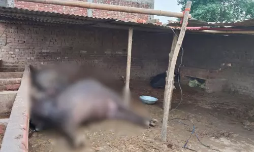 Jaspur: गड्ढे में करंट फैलने से दो भैंसों की दर्दनाक मौत Jaspur: गड्ढे में करंट फैलने से दो भैंसों की दर्दनाक मौत