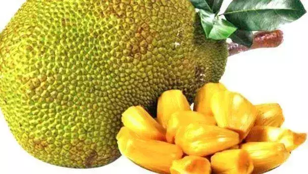 Jackfruit उद्योग में उछाल: कटहल उत्पादों से 200 करोड़ का कारोबार