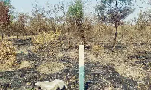 Amritsar: ग्रीन मेमोरियल पार्क में पौधे जलाए गए