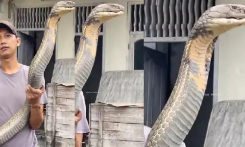 युवक ने हाथ में लिया दुनिया का सबसे बड़ा जहरीला सांप King Cobra, और फिर... युवक ने हाथ में लिया दुनिया का सबसे बड़ा जहरीला सांप King Cobra, और फिर...