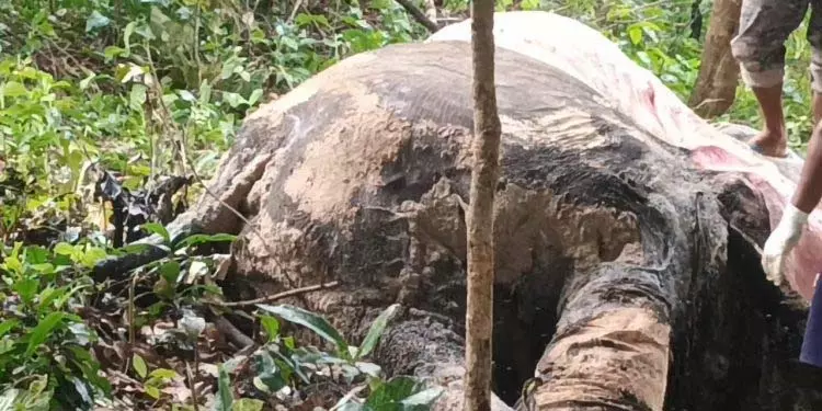 कुलडीहा में मादा हाथी का सड़ा हुआ शव मिला कुलडीहा में मादा हाथी का सड़ा हुआ शव मिला