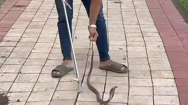 Maharashtra : वाईबी चव्हाण स्मारक के पास कोबरा देखा गया, 17 रसेल वाइपर बचाए गए Maharashtra : वाईबी चव्हाण स्मारक के पास कोबरा देखा गया, 17 रसेल वाइपर बचाए गए