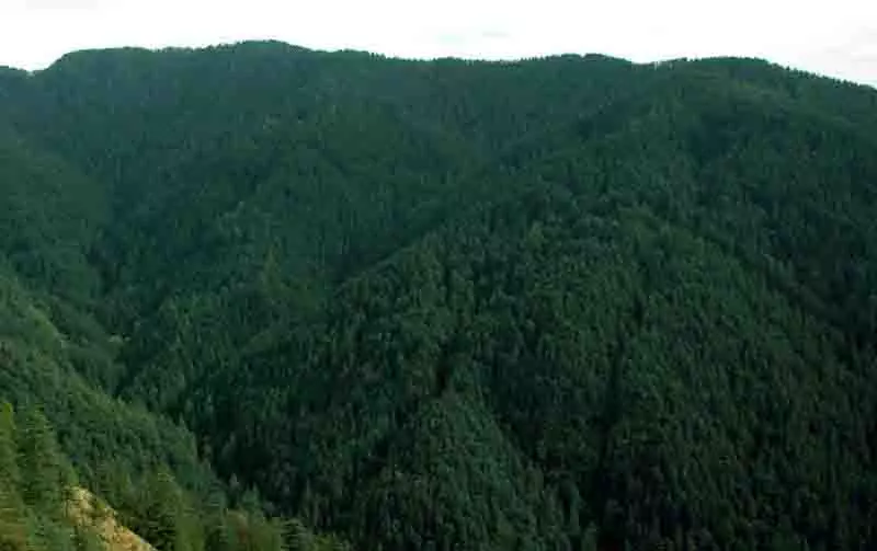 Himachal: वन संरक्षण विभाग वनों की सुरक्षा के लिए सभी प्रमुख शहरों में हरित पट्टी बनाएगा Himachal: वन संरक्षण विभाग वनों की सुरक्षा के लिए सभी प्रमुख शहरों में हरित पट्टी बनाएगा