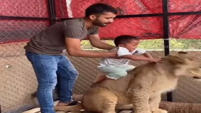 Video: शेर के साथ बच्चे की फोटो, पिता की हरकत पर मचा बवाल Video: शेर के साथ बच्चे की फोटो, पिता की हरकत पर मचा बवाल
