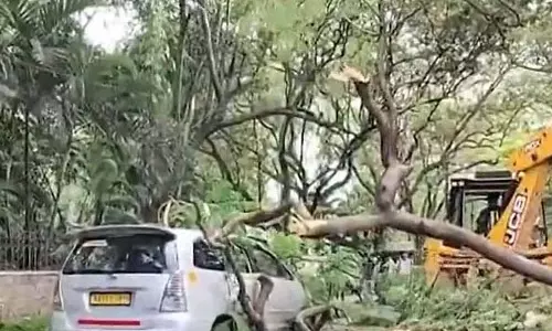 CM सिद्धारमैया के सरकारी आवास के सामने गिरा विशाल पेड़: वाहनों को नुकसान