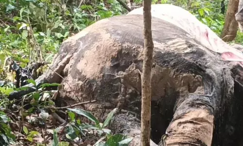 कुलडीहा में मादा हाथी का सड़ा हुआ शव मिला कुलडीहा में मादा हाथी का सड़ा हुआ शव मिला