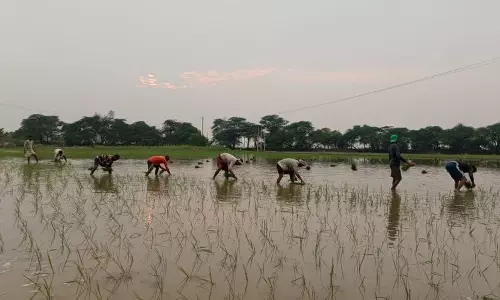 बिजली और मजदूरों की समस्या के बीच Karnal में धान की रोपाई में तेजी