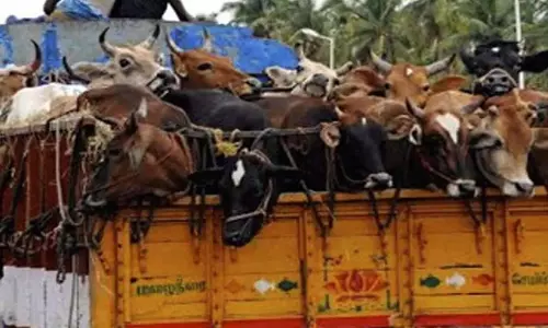 मवेशी ट्रक चालक से पैसे ऐंठने के आरोप में तीन जालसाज गिरफ्तार