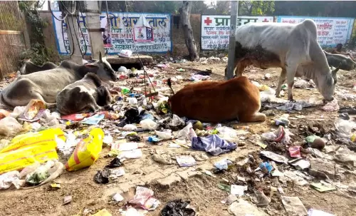 Haryana : रेवाड़ी में कार्रवाई के बावजूद आवारा पशुओं का आतंक जारी Haryana : रेवाड़ी में कार्रवाई के बावजूद आवारा पशुओं का आतंक जारी