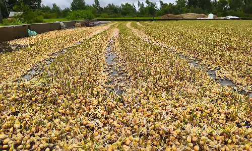 Sirsi : टीएडी पेपर न मिलने पर किसानों का प्रदर्शन Sirsi : टीएडी पेपर न मिलने पर किसानों का प्रदर्शन