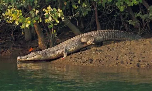 वन मंत्री ने मगरमच्छ संरक्षण को जन आंदोलन बनाने का आग्रह किया वन मंत्री ने मगरमच्छ संरक्षण को जन आंदोलन बनाने का आग्रह किया