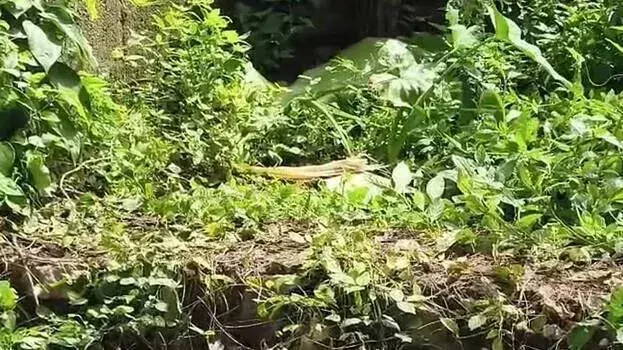 Kerala: पथानामथिट्टा में नवजात का शव पत्तों में लिपटा मिला, जांच जारी