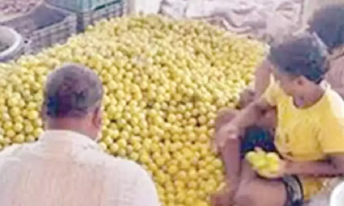 Andhra: नींबू की बिक्री बढ़ने के बावजूद किसानों को नुकसान