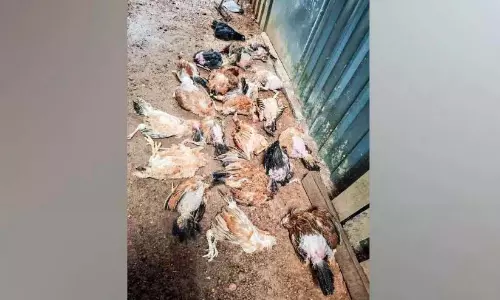 Kerala : वल्लिकुनाथ में मुर्गियां बड़े पैमाने पर मर रही