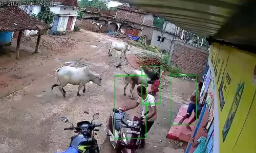 दो सांडों के बीच की लड़ाई में महिला की हुई मौत, ग्रामीणों में आक्रोश