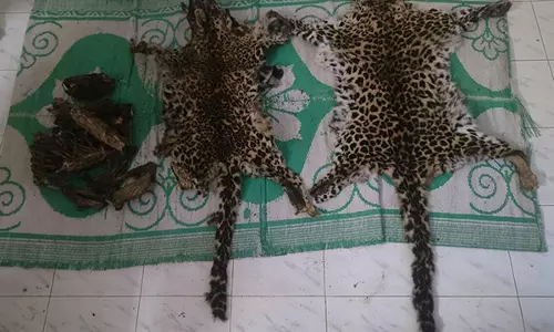 DRI ने तेंदुए की खाल और हड्डियां जब्त कीं, एक तस्कर गिरफ्तार DRI ने तेंदुए की खाल और हड्डियां जब्त कीं, एक तस्कर गिरफ्तार