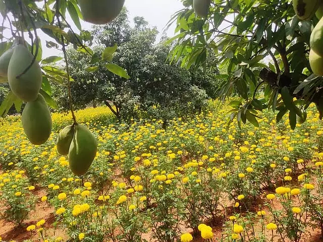 केंद्र सरकार को आम किसानों की सुरक्षा के लिए कदम उठाना चाहिए: Vellore MP केंद्र सरकार को आम किसानों की सुरक्षा के लिए कदम उठाना चाहिए: Vellore MP