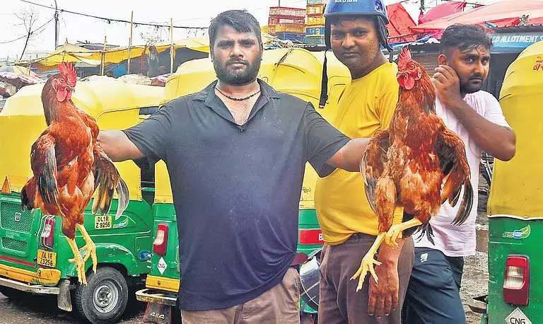 गाजीपुर मंडी: गंदगी, पंख और नरक गाजीपुर मंडी: गंदगी, पंख और नरक