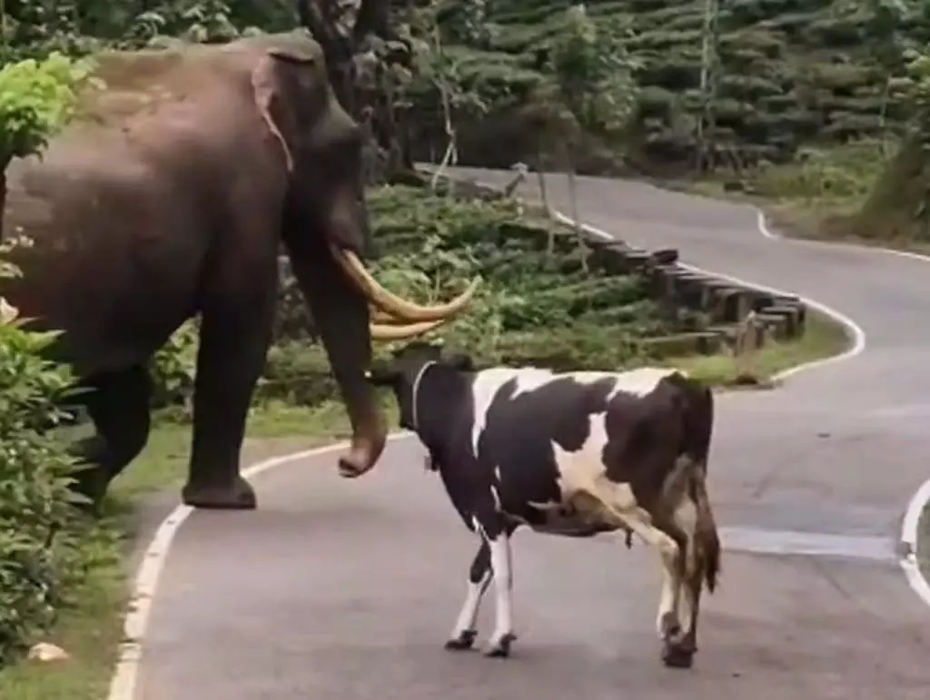 Tamil Nadu : गाय को देखकर हाथी डर गया Tamil Nadu : गाय को देखकर हाथी डर गया