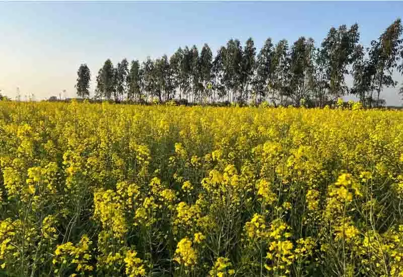मर्चेंट नेवी के कैप्टन ने Hoshiarpur में पैतृक जमीन पर जैविक खेती की पहल की अगुवाई की मर्चेंट नेवी के कैप्टन ने Hoshiarpur में पैतृक जमीन पर जैविक खेती की पहल की अगुवाई की