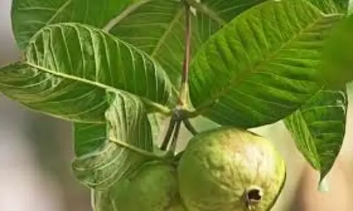 Guava Leaves: डायबिटीज रोगियों के लिए वरदान हैं अमरूद के पत्ते, जानें सेवन का सही तरीका Guava Leaves: डायबिटीज रोगियों के लिए वरदान हैं अमरूद के पत्ते, जानें सेवन का सही तरीका