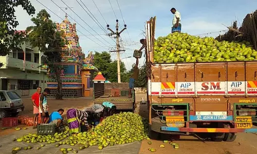 Tamil Nadu: किसान संघ ने सब्सिडी के साथ 20 रुपये प्रति किलोग्राम की दर से आम खरीदने की मांग की Tamil Nadu: किसान संघ ने सब्सिडी के साथ 20 रुपये प्रति किलोग्राम की दर से आम खरीदने की मांग की