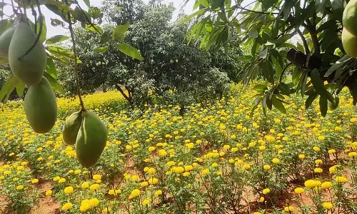 केंद्र सरकार को आम किसानों की सुरक्षा के लिए कदम उठाना चाहिए: Vellore MP केंद्र सरकार को आम किसानों की सुरक्षा के लिए कदम उठाना चाहिए: Vellore MP