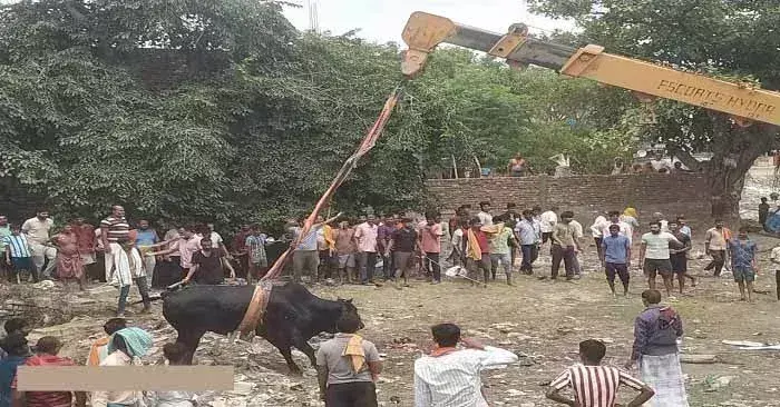 Ballia: दो सांड गिरे कुएं में, युवाओं ने किया रेस्क्यू, बने गांव के हीरो Ballia: दो सांड गिरे कुएं में, युवाओं ने किया रेस्क्यू, बने गांव के हीरो