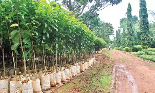 Karnataka: पश्चिमी घाट क्षेत्र को हरा-भरा बनाने के लिए तट तैयार