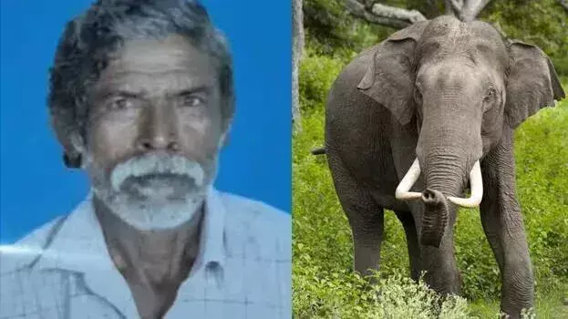 Kerala: पलक्कड़ के मुंडुर में हाथी के हमले में एक व्यक्ति की मौत