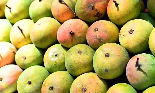 आम की फसल के लिए समर्थन मूल्य: फैसला आज आम की फसल के लिए समर्थन मूल्य: फैसला आज
