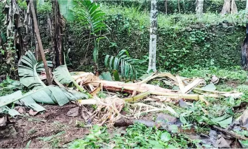 Kerala : जंगली हाथी एक बार फिर तालाब की मिट्टी और काई पर उतर आया