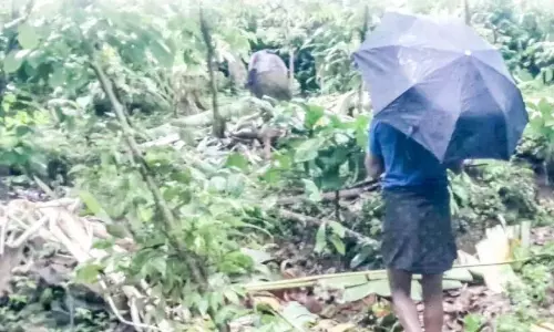 Kerala : जंगली हाथियों का झुंड कक्काथोथ में फसलों को नष्ट कर रहा Kerala : जंगली हाथियों का झुंड कक्काथोथ में फसलों को नष्ट कर रहा