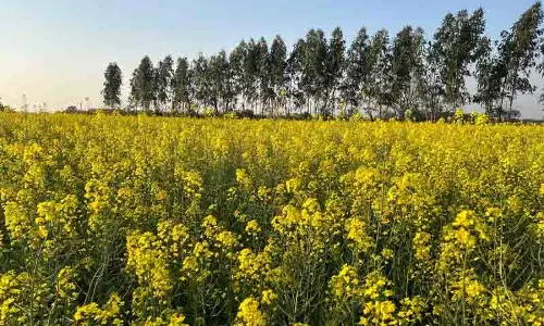 मर्चेंट नेवी के कैप्टन ने Hoshiarpur में पैतृक जमीन पर जैविक खेती की पहल की अगुवाई की मर्चेंट नेवी के कैप्टन ने Hoshiarpur में पैतृक जमीन पर जैविक खेती की पहल की अगुवाई की