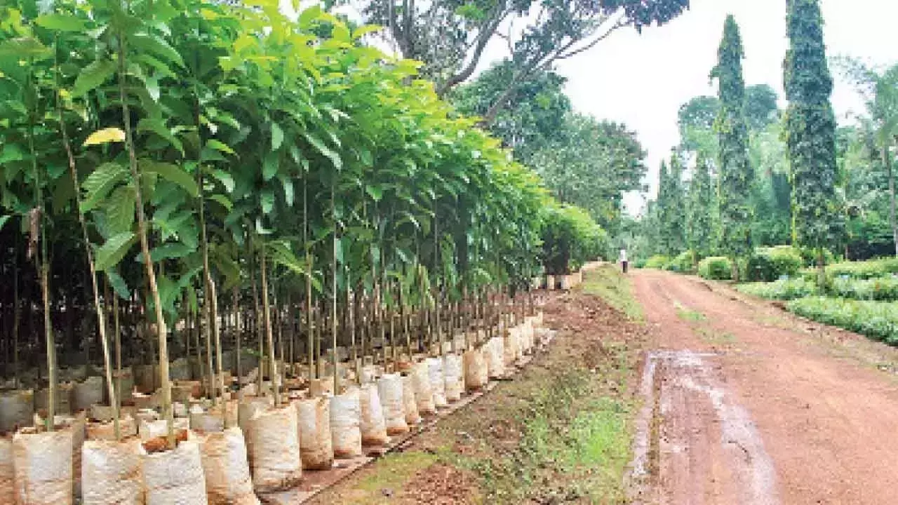 Karnataka: पश्चिमी घाट क्षेत्र को हरा-भरा बनाने के लिए तट तैयार